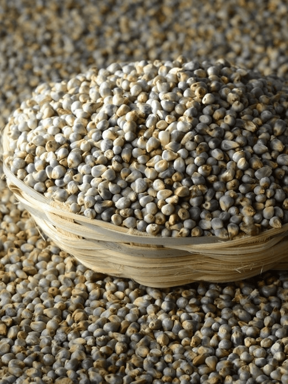 Pearl millet - Bajra Image