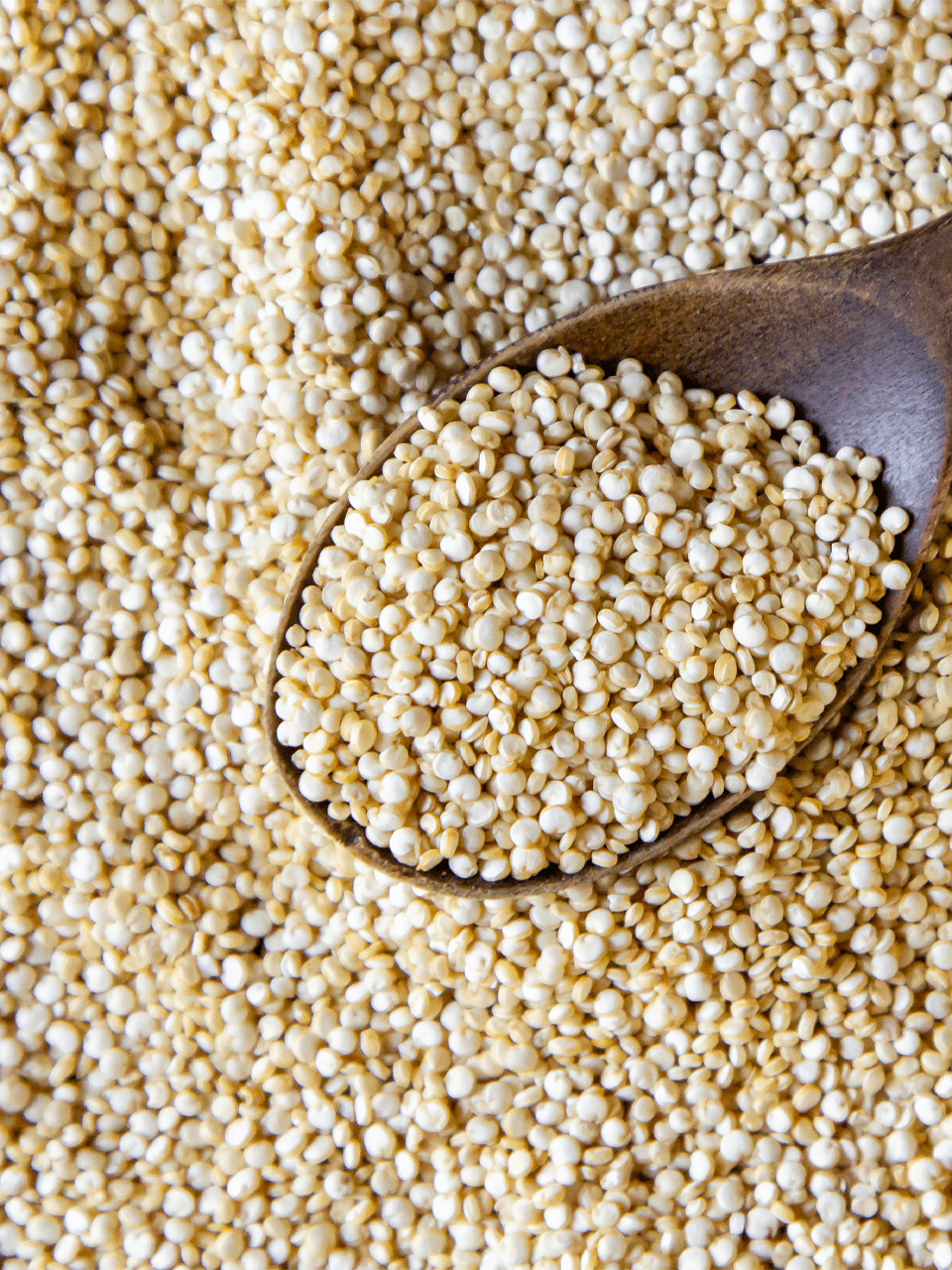 Sorghum white millet  - Jowar Image